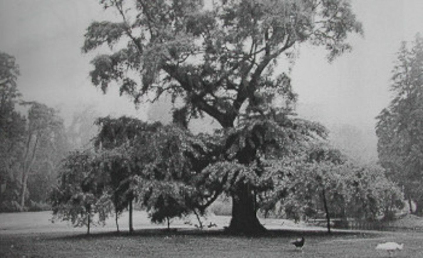 Abb. 2: Der 1796 gepflanzte Ginkgo (Ginkgo biloba) auf der Garteninsel, Fotographie um 1930.</br><i> Rechte: Familie von Wolff Metternich zur Gracht</i>