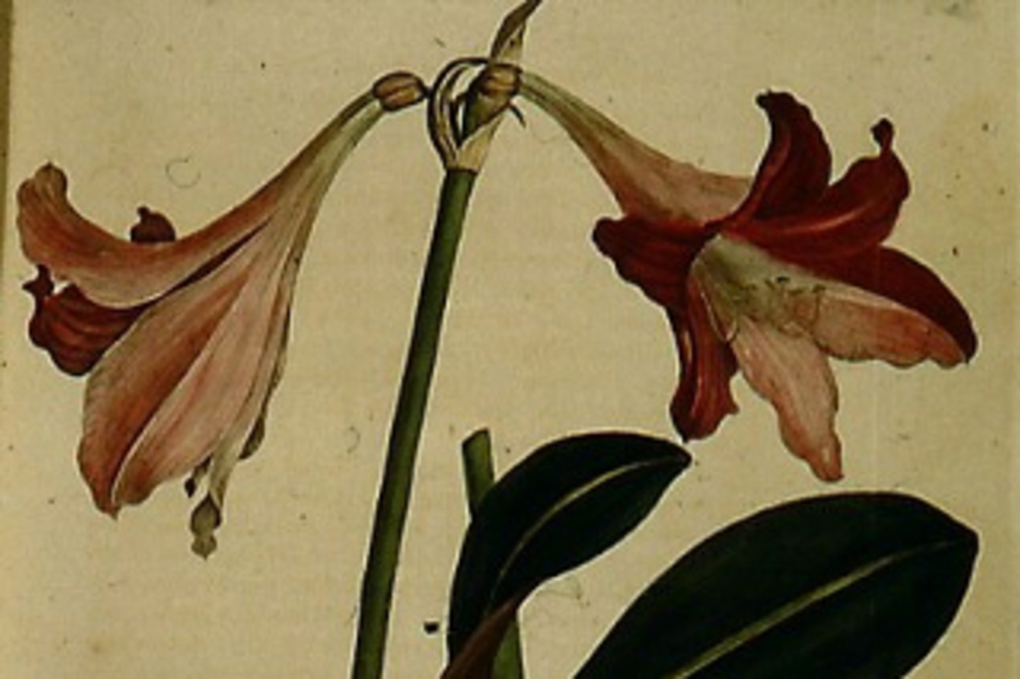 Abb. 2: Amaryllis principis, kolorierter Kupferstich nach einer Zeichnung von Joseph zu Salm-Reifferscheidt-Dyck, um 1819. <br><em>Rechte: Familie von Wolff Metternich zur Gracht</em>