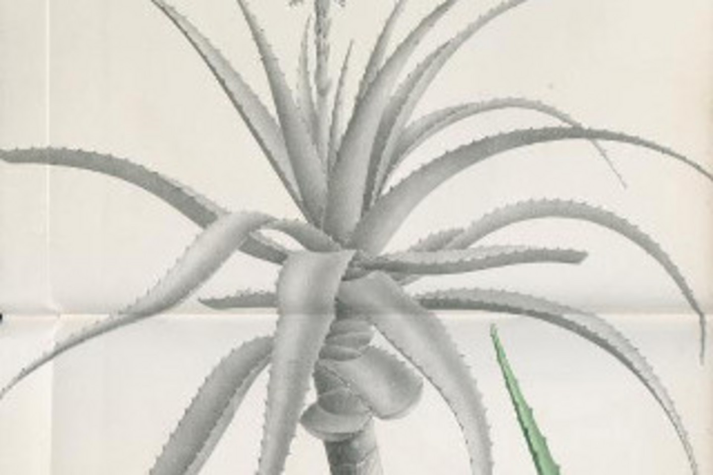 Abb. 3: Aloe salmdyckiana, teilkolorierte Lithographie von Eskuchen. <br><em> Rechte: gemeinfrei</em>