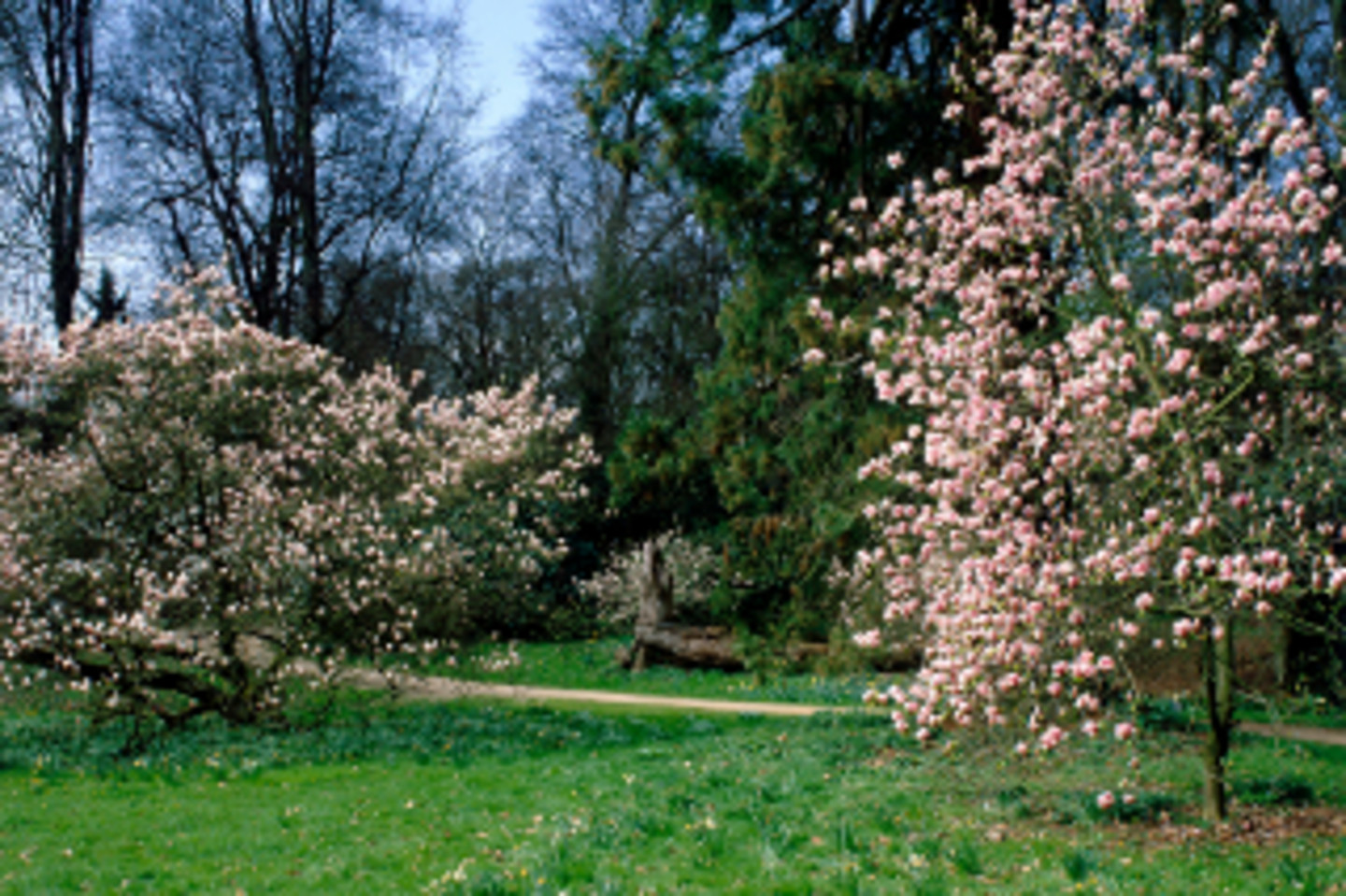 Abb. 5: Die Magnolienwiese in der Botanischen Anlage im Schlosspark zu Dyck, Foto: Jürgen Gregori.</br><i> Rechte: Jürgen Gregori, LVR-Amt für Denkmalpflege im Rheinland </i>