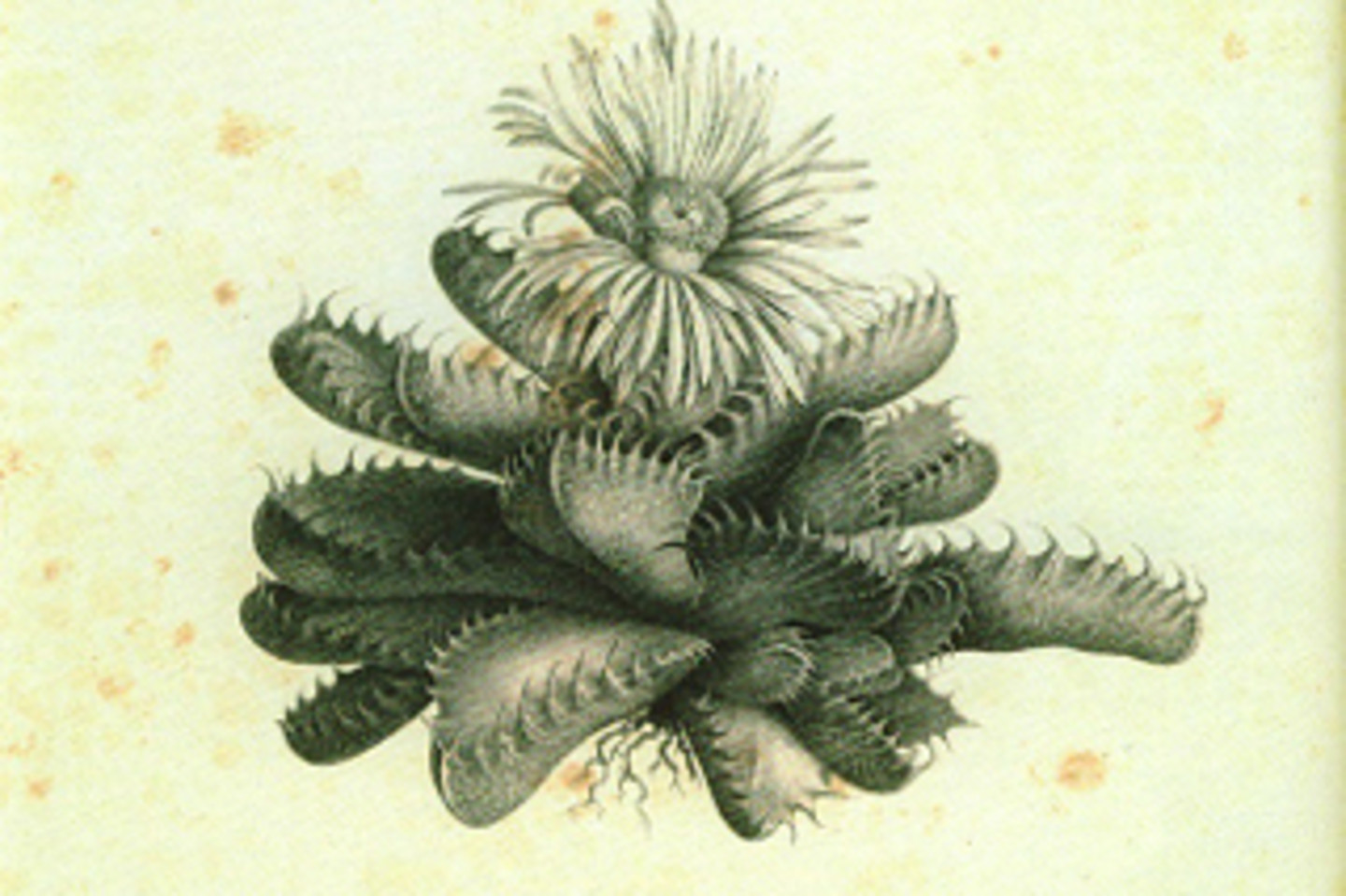 Abb. 2: Mesembryan-themum tigrinum, teilkolorierte Lithographie von Eskuchen. </br><i> Rechte: gemeinfrei</i>